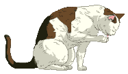 clean cat